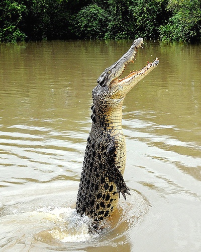 Buaya Ngamuk Gambar - KibrisPDR