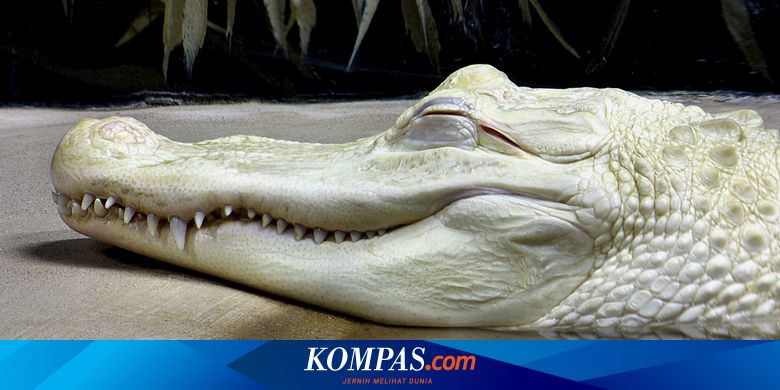 Detail Buaya Ngamuk Gambar Nomer 48