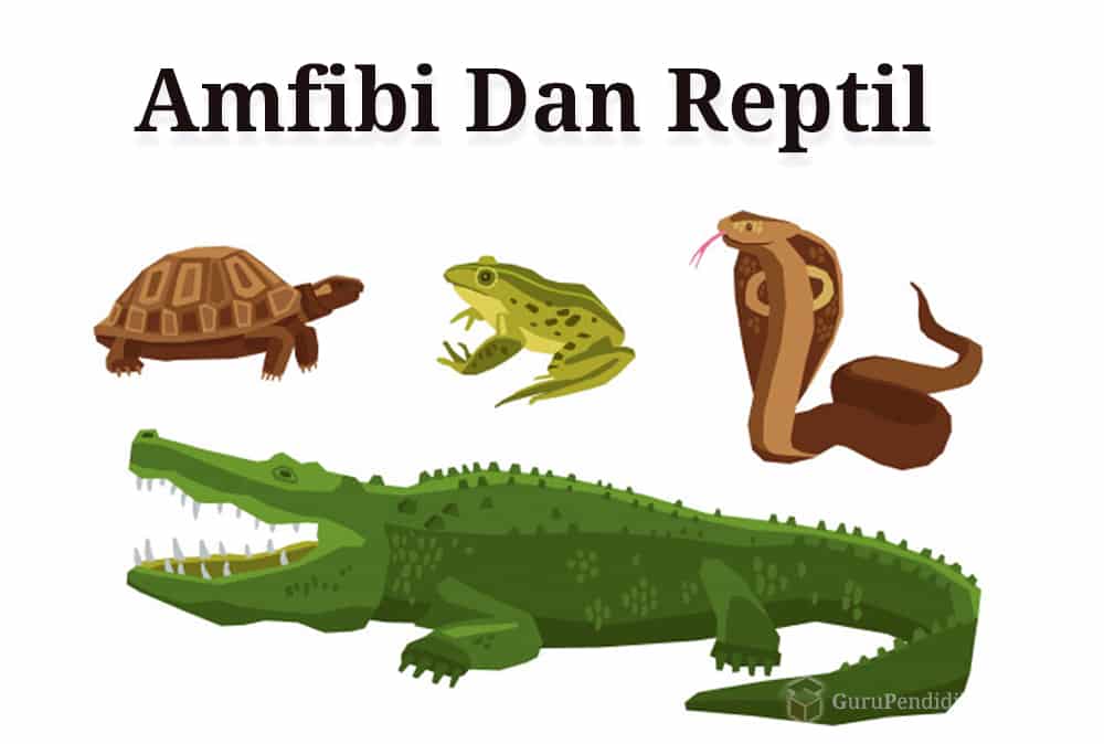 Detail Buaya Reptil Atau Amfibi Nomer 2