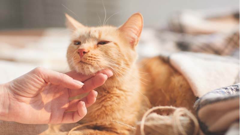 Detail Bubur Beras Merah Untuk Kucing Nomer 20