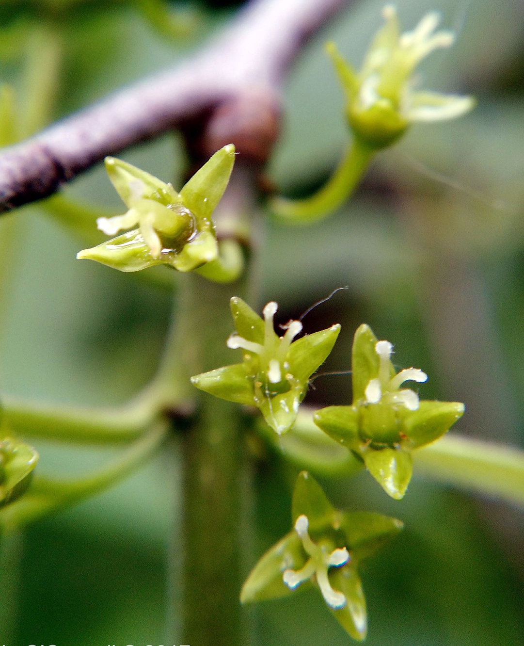 Detail Buckthorn Images Nomer 30