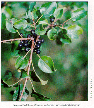 Detail Buckthorn Pictures Nomer 41