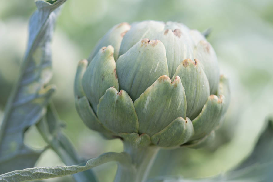 Detail Budding Artichoke Nomer 17