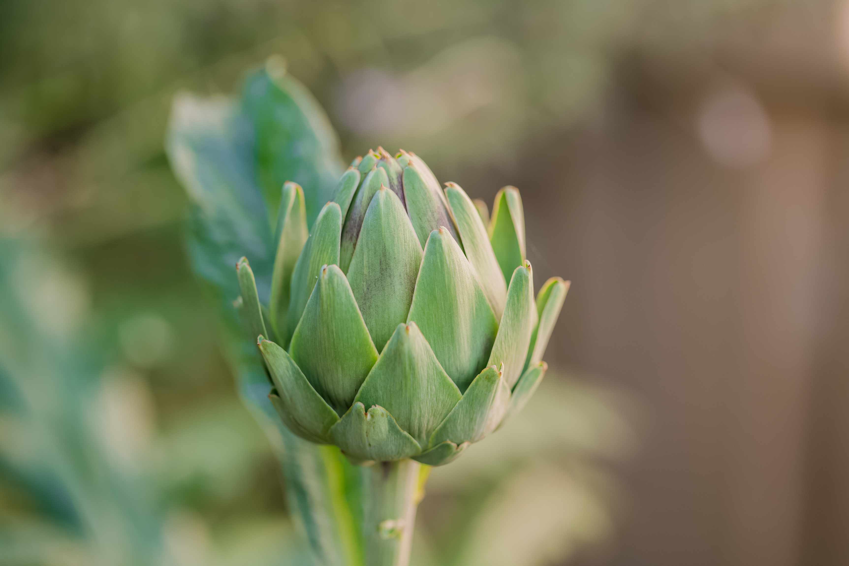 Detail Budding Artichoke Nomer 31