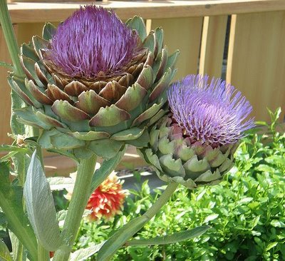 Detail Budding Artichoke Nomer 38