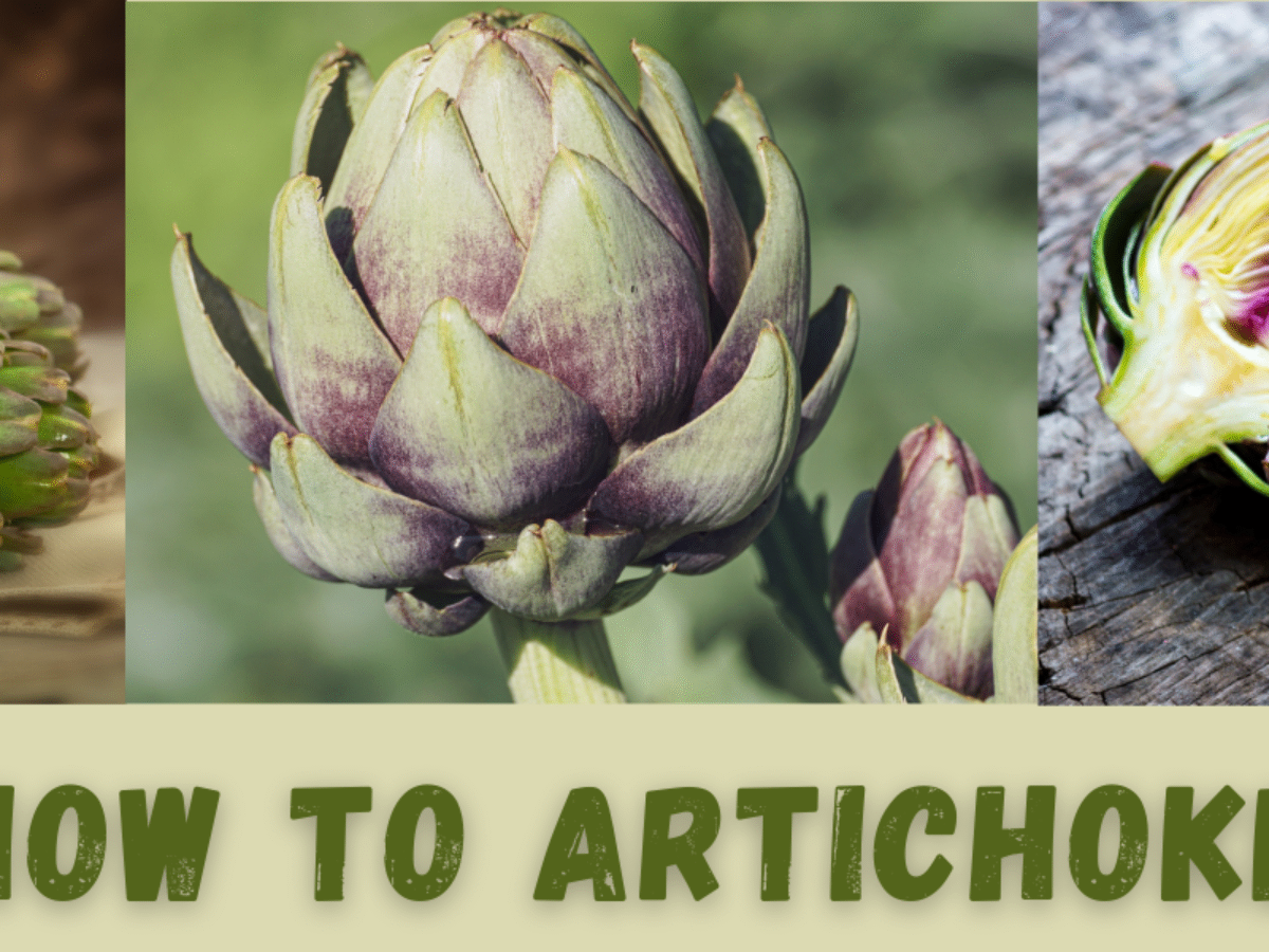 Detail Budding Artichoke Nomer 44