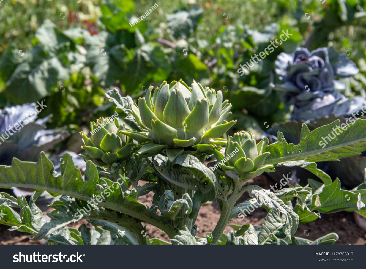 Detail Budding Artichoke Nomer 47