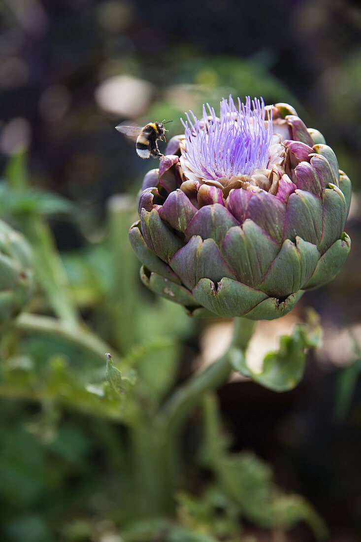 Detail Budding Artichoke Nomer 48