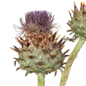 Detail Budding Artichoke Nomer 55