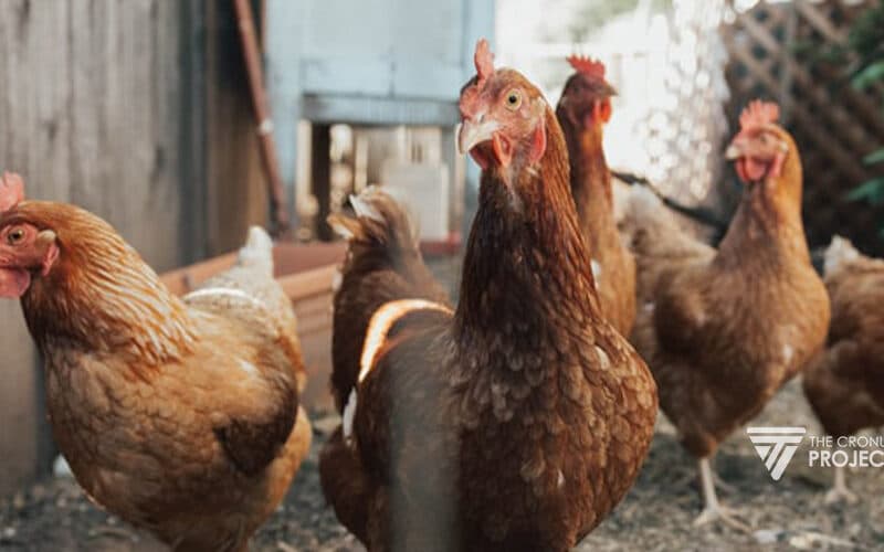 Detail Budidaya Ayam Petelur Skala Rumah Tangga Nomer 7