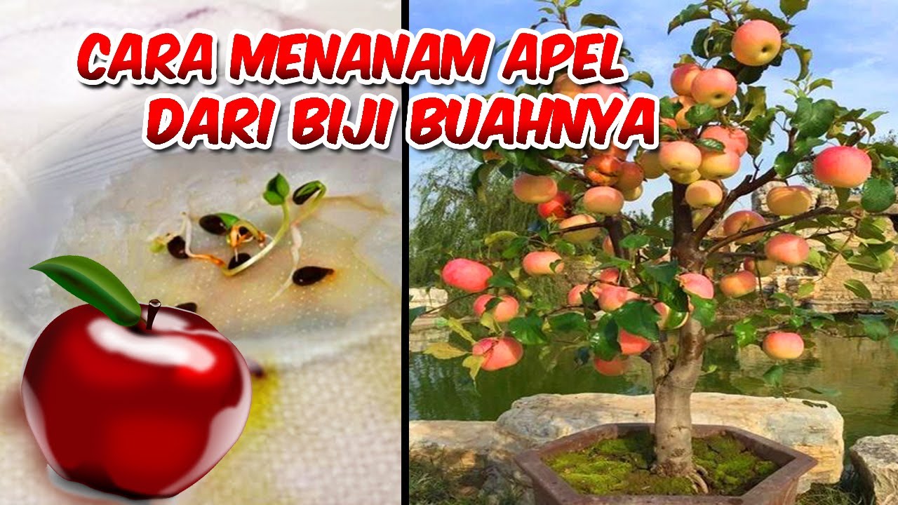 Detail Budidaya Buah Leci Rumah Nomer 18