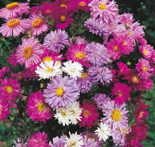 Detail Budidaya Bunga Aster Nomer 2