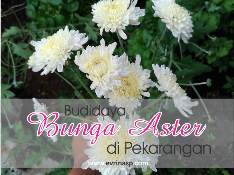 Detail Budidaya Bunga Aster Nomer 11