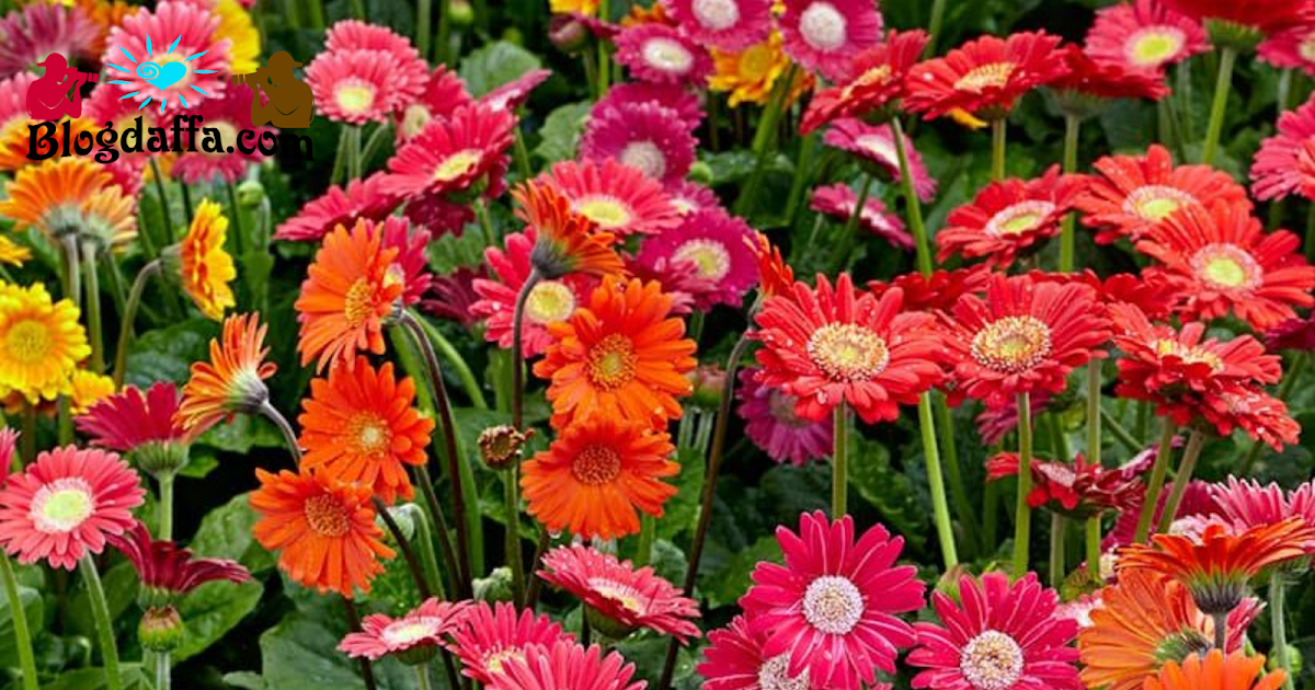 Detail Budidaya Bunga Aster Nomer 13