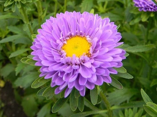 Detail Budidaya Bunga Aster Nomer 15