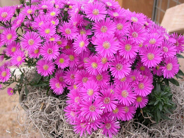Detail Budidaya Bunga Aster Nomer 16