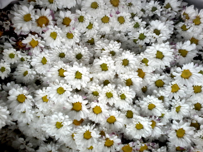 Detail Budidaya Bunga Aster Nomer 17