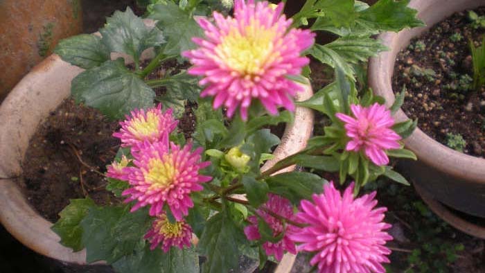 Detail Budidaya Bunga Aster Nomer 19