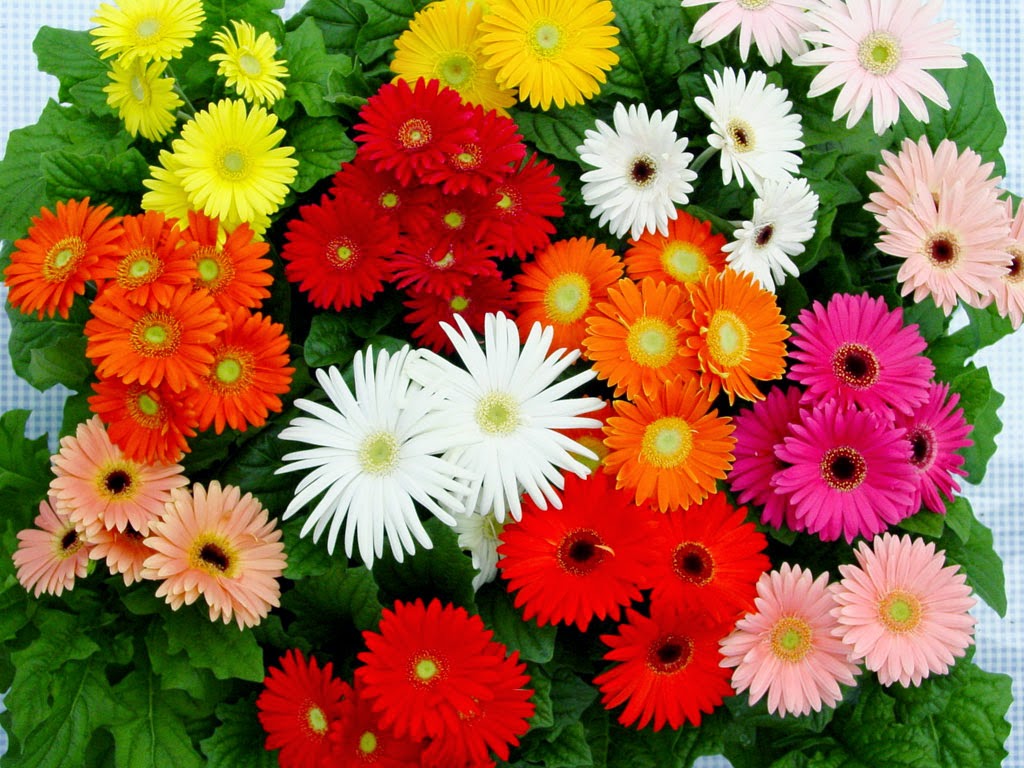 Detail Budidaya Bunga Aster Nomer 3