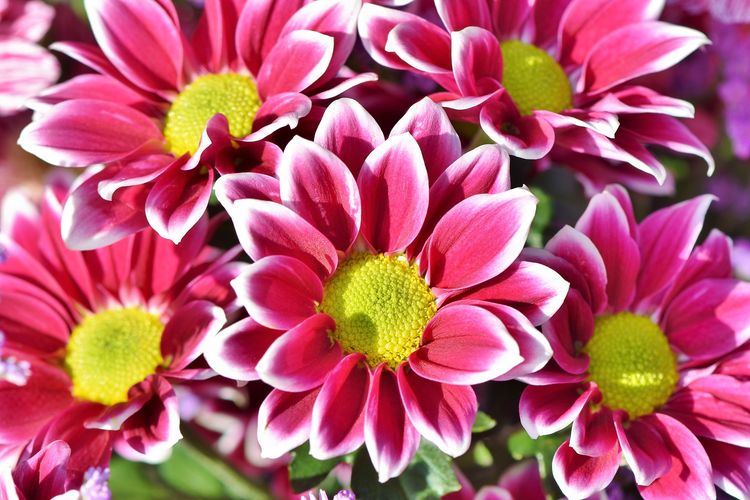 Detail Budidaya Bunga Aster Nomer 20