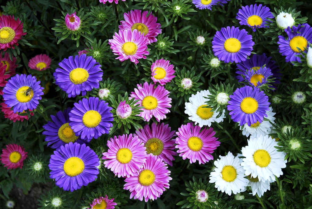 Detail Budidaya Bunga Aster Nomer 22