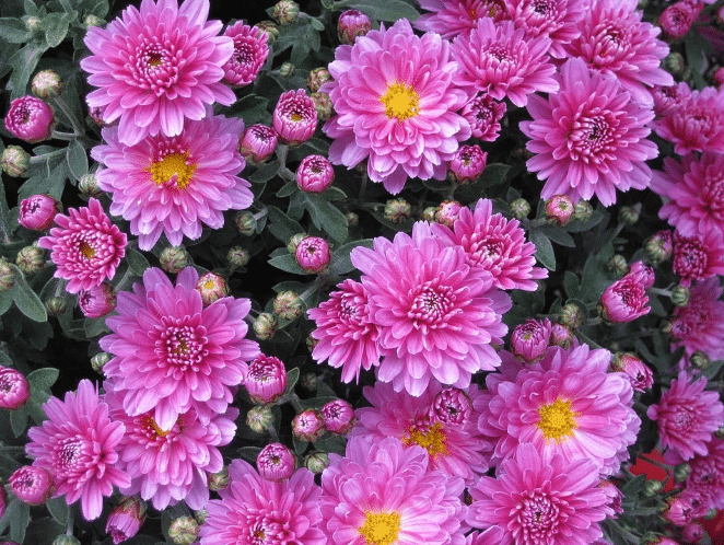 Detail Budidaya Bunga Aster Nomer 23