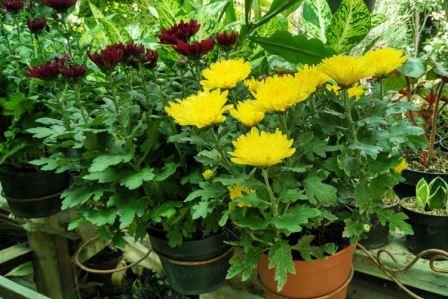 Detail Budidaya Bunga Aster Nomer 24
