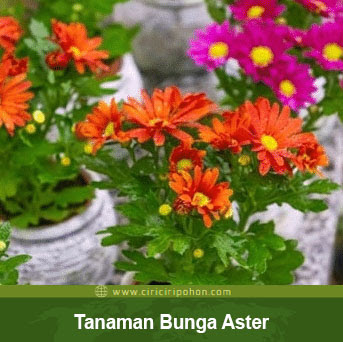 Detail Budidaya Bunga Aster Nomer 25