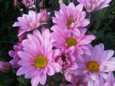 Detail Budidaya Bunga Aster Nomer 26