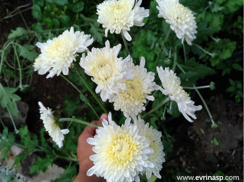 Detail Budidaya Bunga Aster Nomer 4