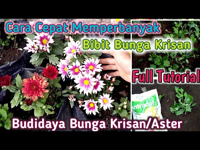 Detail Budidaya Bunga Aster Nomer 31