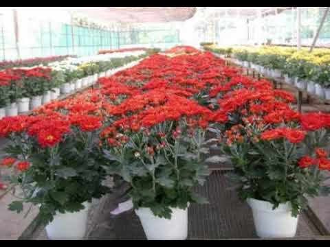 Detail Budidaya Bunga Aster Nomer 32