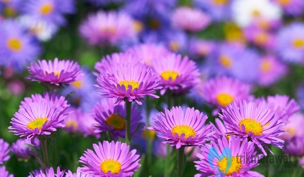 Detail Budidaya Bunga Aster Nomer 33