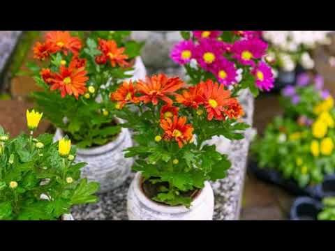 Detail Budidaya Bunga Aster Nomer 35