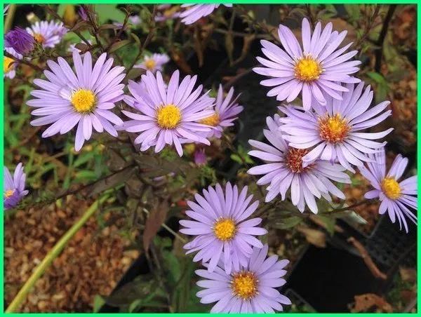 Detail Budidaya Bunga Aster Nomer 36