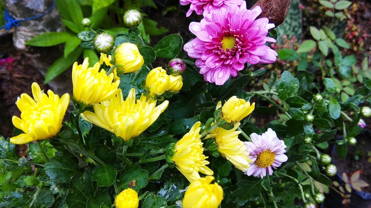 Detail Budidaya Bunga Aster Nomer 5