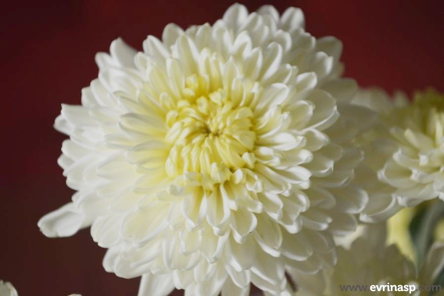 Detail Budidaya Bunga Aster Nomer 40