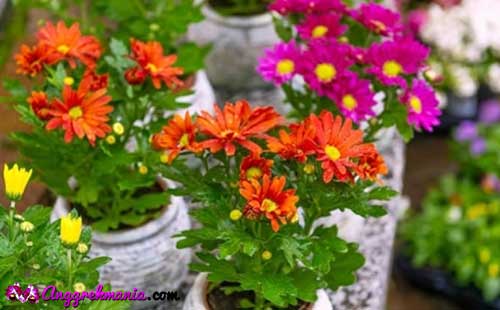 Detail Budidaya Bunga Aster Nomer 6