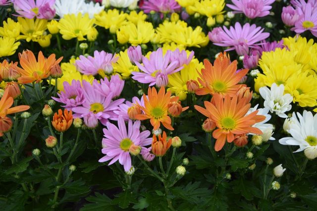 Detail Budidaya Bunga Aster Nomer 55