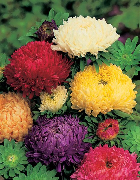 Detail Budidaya Bunga Aster Nomer 57