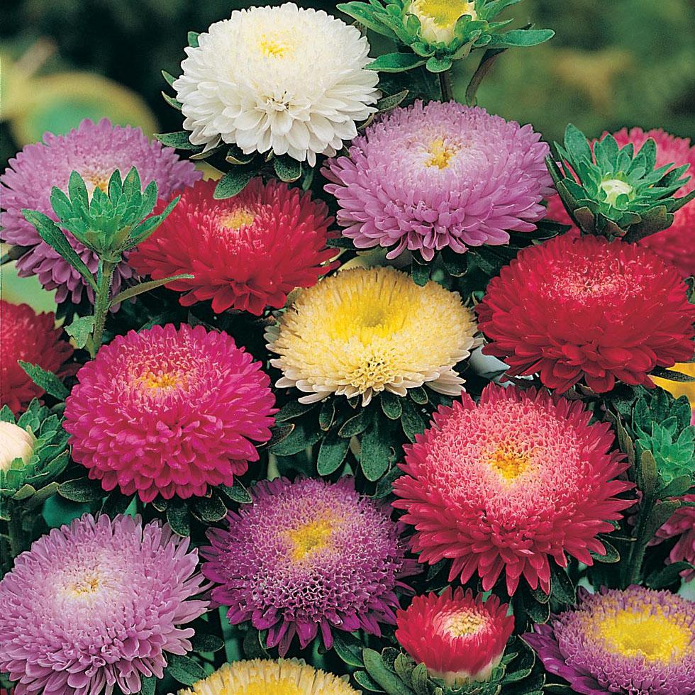 Detail Budidaya Bunga Aster Nomer 8