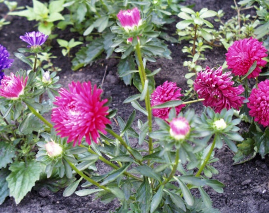 Detail Budidaya Bunga Aster Nomer 10