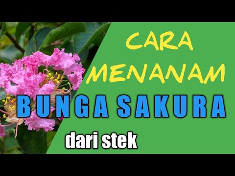 Detail Budidaya Bunga Sakura Di Indonesia Nomer 13