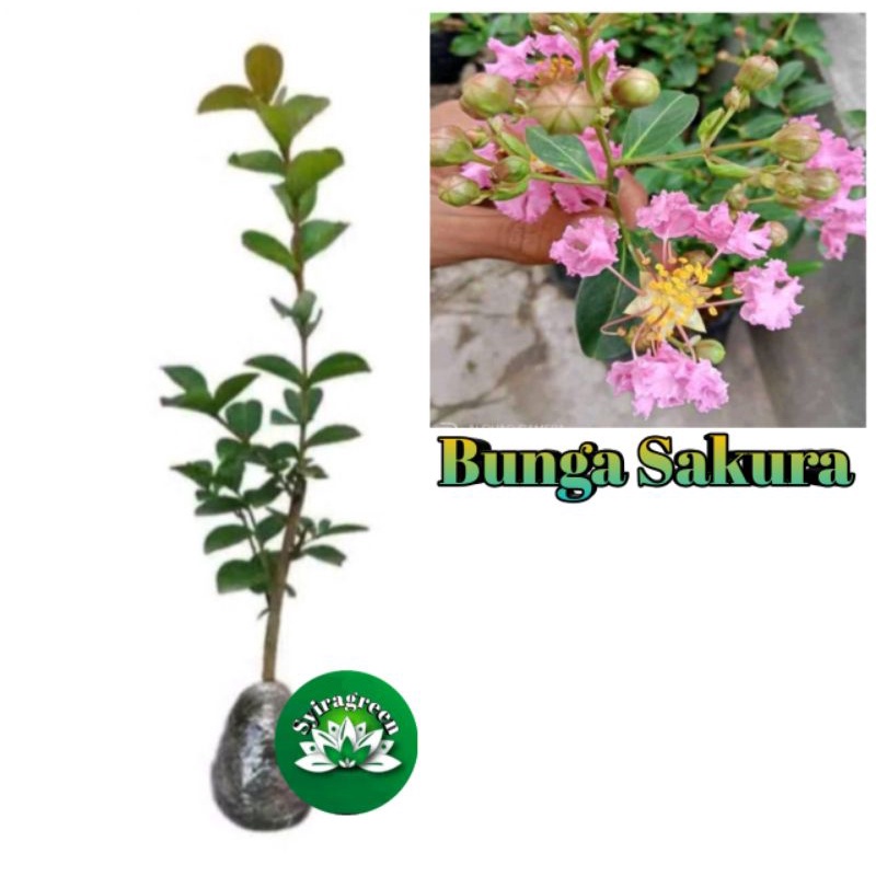 Detail Budidaya Bunga Sakura Di Indonesia Nomer 38