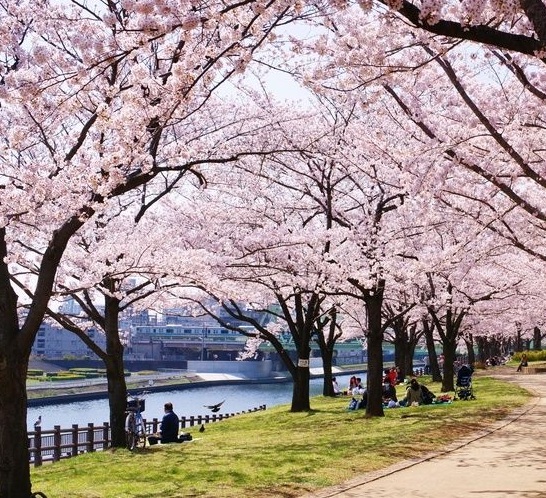 Detail Budidaya Bunga Sakura Di Indonesia Nomer 6