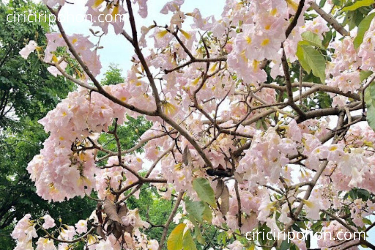 Detail Budidaya Bunga Sakura Di Indonesia Nomer 47