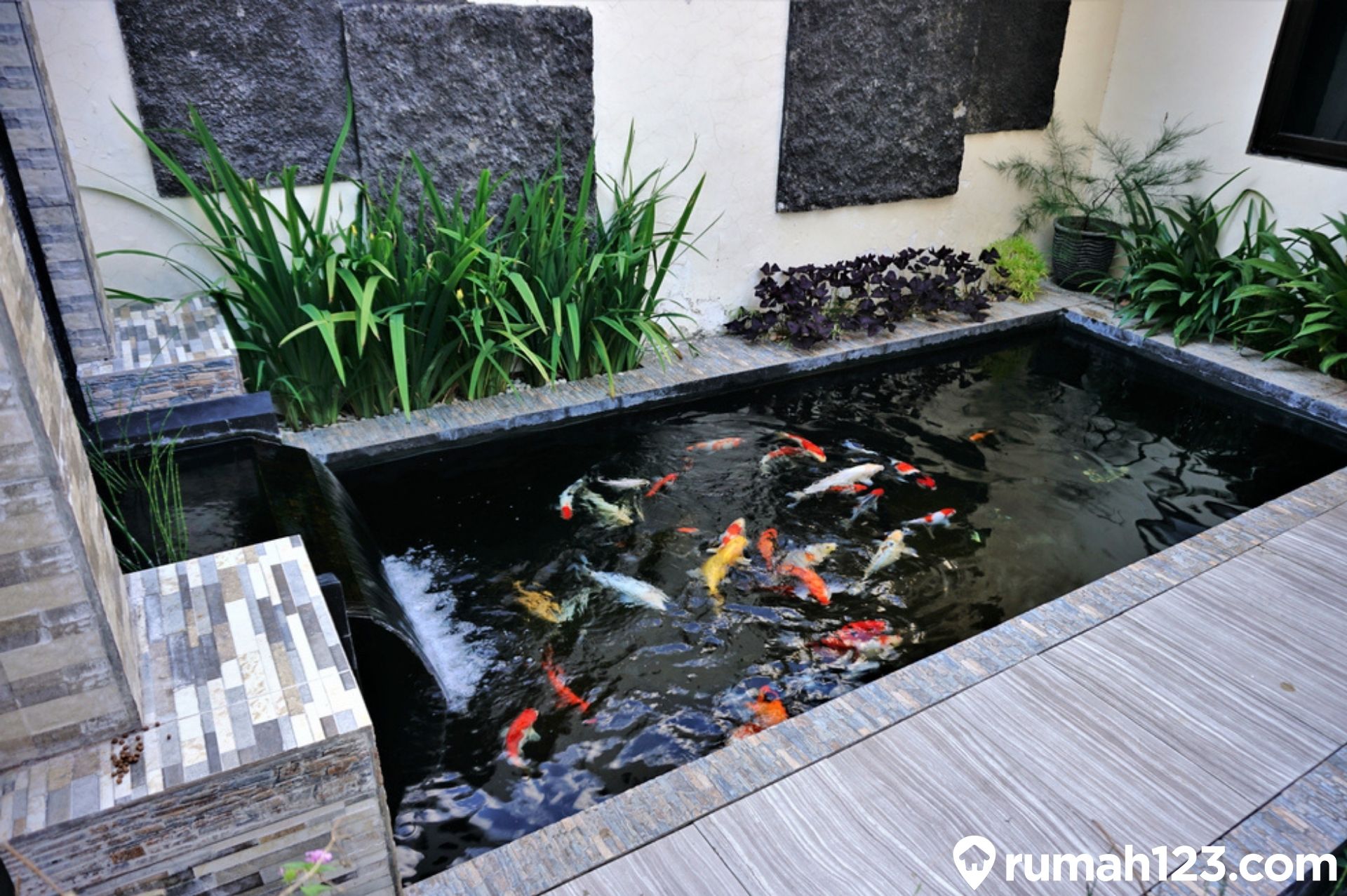 Detail Budidaya Ikan Koi Di Rumah Nomer 48