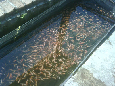 Detail Budidaya Ikan Nila Di Kolam Rumah Nomer 34