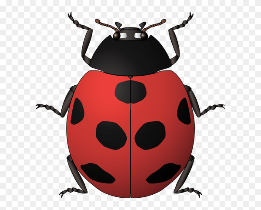 Detail Bug Clipart Images Nomer 38