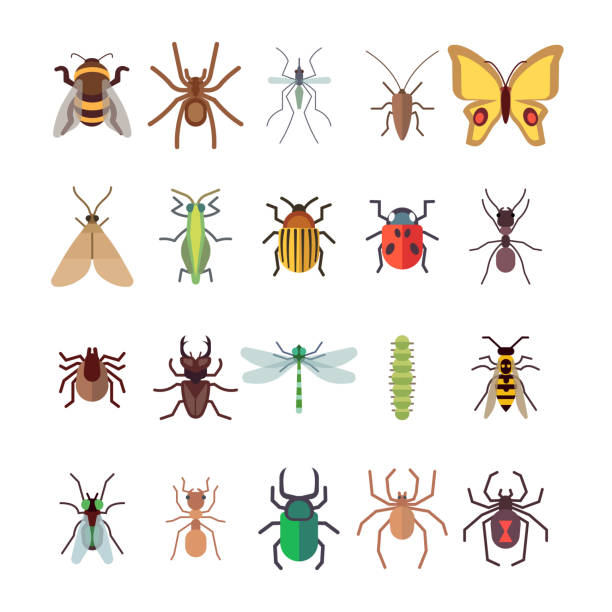 Bug Illustrations - KibrisPDR